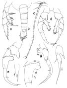Species Heterorhabdus spinifrons - Plate 3 of morphological figures