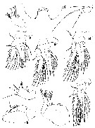Espèce Triconia borealis - Planche 5 de figures morphologiques