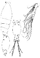 Species Epicalymma brittoni - Plate 1 of morphological figures