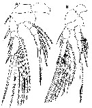 Species Epicalymma brittoni - Plate 3 of morphological figures