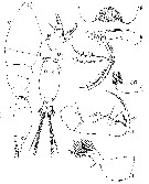 Species Epicalymma exigua - Plate 1 of morphological figures