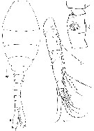 Espèce Urocopia singularis - Planche 1 de figures morphologiques