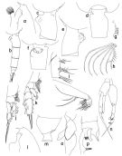 Espèce Euchaeta acuta - Planche 3 de figures morphologiques