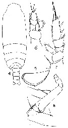 Espèce Pseudochirella cryptospina - Planche 2 de figures morphologiques