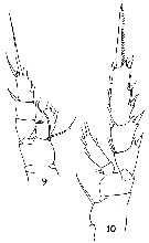 Espèce Gaetanus brevispinus - Planche 21 de figures morphologiques
