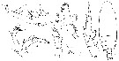 Espèce Gaetanus robustus - Planche 6 de figures morphologiques
