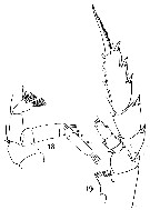 Espèce Pseudochirella pustulifera - Planche 6 de figures morphologiques