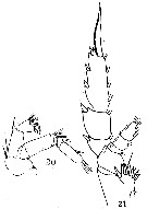 Espèce Pseudochirella obtusa - Planche 16 de figures morphologiques