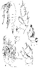 Species Valdiviella insignis - Plate 9 of morphological figures