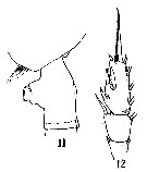 Espèce Paraeuchaeta scotti - Planche 5 de figures morphologiques