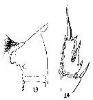 Espèce Paraeuchaeta barbata - Planche 15 de figures morphologiques