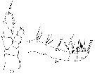 Espèce Euaugaptilus facilis - Planche 9 de figures morphologiques