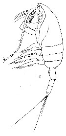 Espèce Paraeuchaeta bisinuata - Planche 9 de figures morphologiques