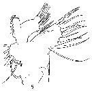 Espèce Valdiviella insignis - Planche 10 de figures morphologiques