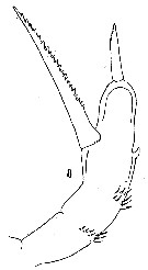 Espèce Amallothrix gracilis - Planche 7 de figures morphologiques
