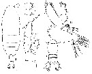 Espèce Haloptilus fons - Planche 6 de figures morphologiques