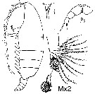 Espèce Xanthocalanus typicus - Planche 3 de figures morphologiques