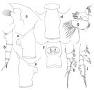 Species Paraeuchaeta prudens - Plate 1 of morphological figures