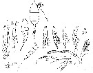 Espèce Disco erythraeus - Planche 1 de figures morphologiques