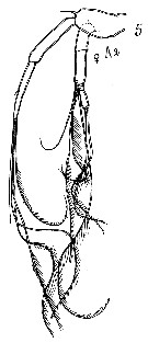 Espèce Arietellus bispinatus - Planche 2 de figures morphologiques