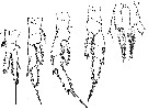 Espèce Arietellus bispinatus - Planche 3 de figures morphologiques