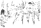 Espèce Candacia bipinnata - Planche 16 de figures morphologiques