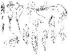 Species Corycaeus (Urocorycaeus) lautus - Plate 13 of morphological figures