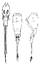 Species Corycaeus (Urocorycaeus) lautus - Plate 14 of morphological figures