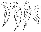 Espèce Corycaeus (Urocorycaeus) lautus - Planche 17 de figures morphologiques
