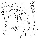 Espèce Euchirella amoena - Planche 12 de figures morphologiques
