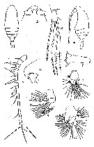 Espèce Parvocalanus crassirostris - Planche 16 de figures morphologiques