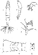 Espce Monstrilla rugosa - Planche 1 de figures morphologiques