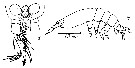 Espèce Monstrilla nasuta - Planche 2 de figures morphologiques