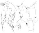 Espce Paraeuchaeta euryrhina - Planche 1 de figures morphologiques