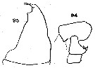 Espèce Metridia bicornuta - Planche 2 de figures morphologiques