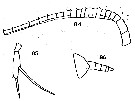Species Scaphocalanus californicus - Plate 1 of morphological figures