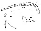 Espce Scaphocalanus californicus - Planche 1 de figures morphologiques