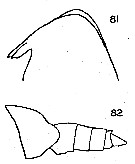 Espèce Lophothrix frontalis - Planche 19 de figures morphologiques