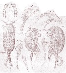 Espèce Pseudocyclopia crassicornis - Planche 1 de figures morphologiques