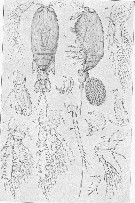 Species Corycaeus (Ditrichocorycaeus) anglicus - Plate 11 of morphological figures