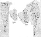 Species Corycaeus (Ditrichocorycaeus) anglicus - Plate 12 of morphological figures