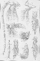 Espèce Temora longicornis - Planche 4 de figures morphologiques