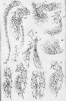 Species Isias clavipes - Plate 2 of morphological figures