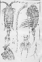 Species Centropages typicus - Plate 4 of morphological figures