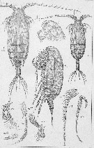 Species Xanthocalanus fallax - Plate 4 of morphological figures