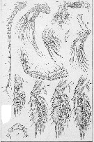 Species Xanthocalanus fallax - Plate 5 of morphological figures