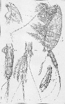 Espèce Paraeuchaeta barbata - Planche 16 de figures morphologiques