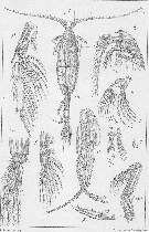 Species Paraeuchaeta norvegica - Plate 9 of morphological figures