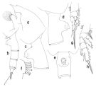 Espèce Paraeuchaeta altibulla - Planche 1 de figures morphologiques