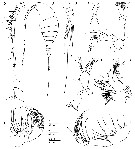 Espce Azygonectes intermedius - Planche 1 de figures morphologiques